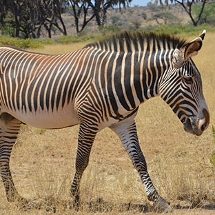 Entice Africa Safaris _0000_DSC_0196