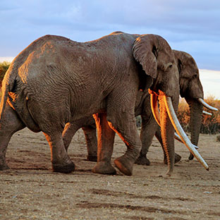 Entice Africa Safaris _0005_DSC_0265