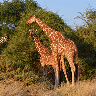 Entice Africa Safaris _0006_DSC_02651