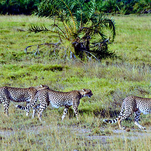 Entice Africa Safaris _0007_DSC_0197 EFFECTS
