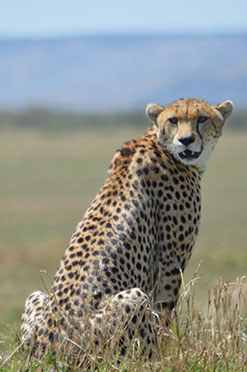 Safari destinations_0001_DSC_0195 Copy