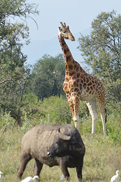 Safari destinations_0004_DSC_0434 1