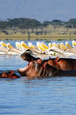 safaris_0001_5 days 4 nights lake naivasha lake nakuru and masai mara family safari 1