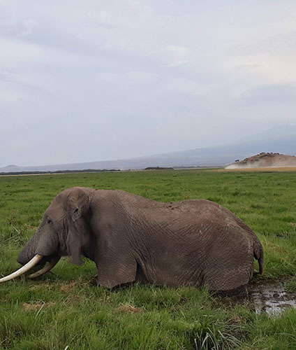 safaris_0006_20190303_181305