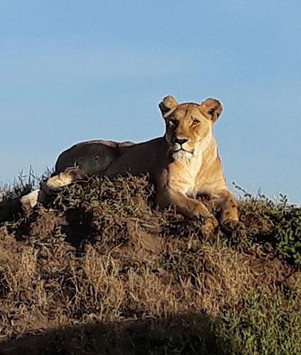 safaris_0010_20190326_073859