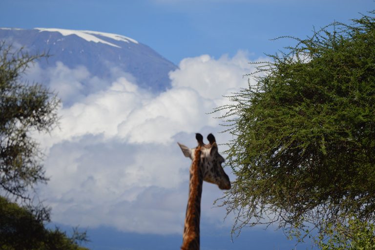 Amboseli_0002_DSC_0285