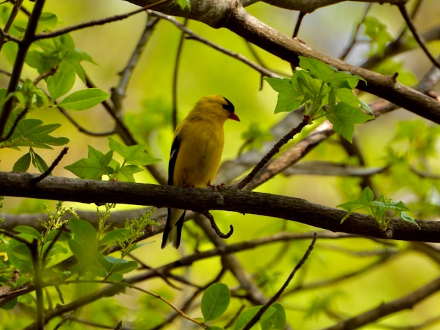 bird watching